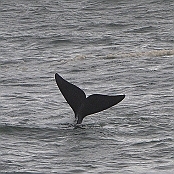 "Southern Right Whale" Hermanus, South Africa